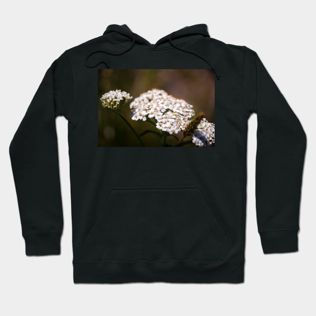 Close-up of yarrow flowers Hoodie by blossomcophoto